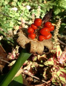 alocasia amazonica seed pod