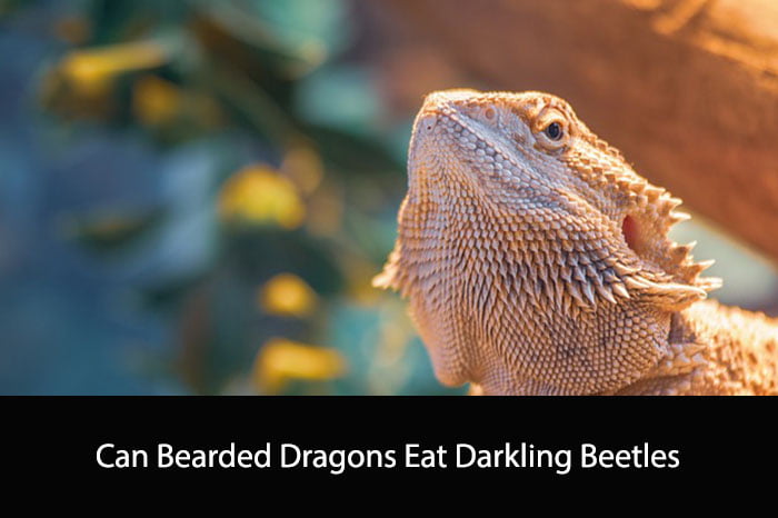 Can Bearded Dragons Eat Darkling Beetles