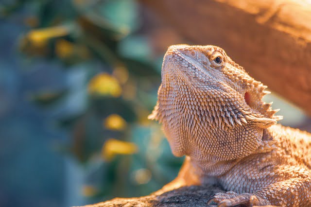 Bearded Dragons Eat Darkling Beetles