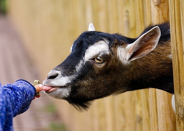 Chickens Eat Goat Food