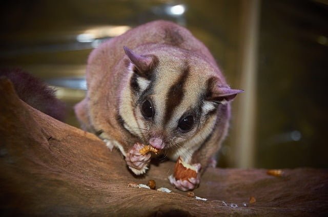 can sugar gliders eat turkey