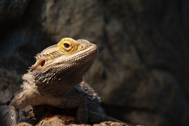 Can Bearded Dragons Eat Edamame