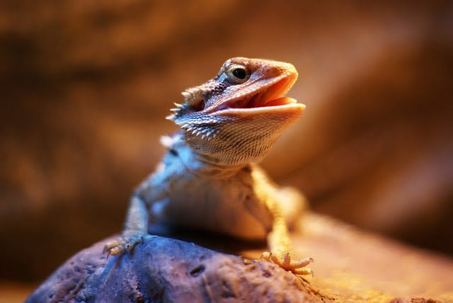 Can Bearded Dragons Eat Dragon Fruit