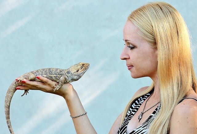 Can Bearded Dragons Eat Spiders