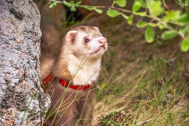 Can Ferrets Eat Guinea Pig Food