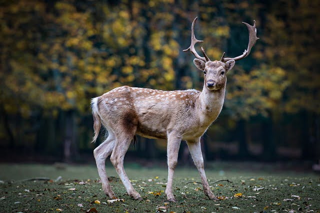 do deer eat celery