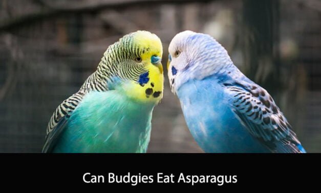 Can Budgies Eat Asparagus