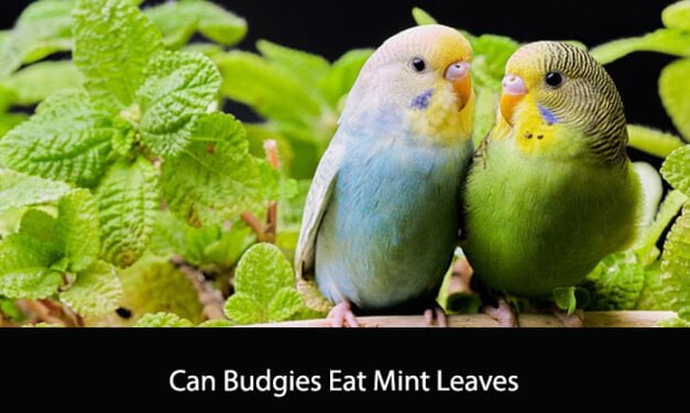 Can Budgies Eat Mint Leaves