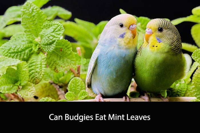 Can Budgies Eat Mint Leaves