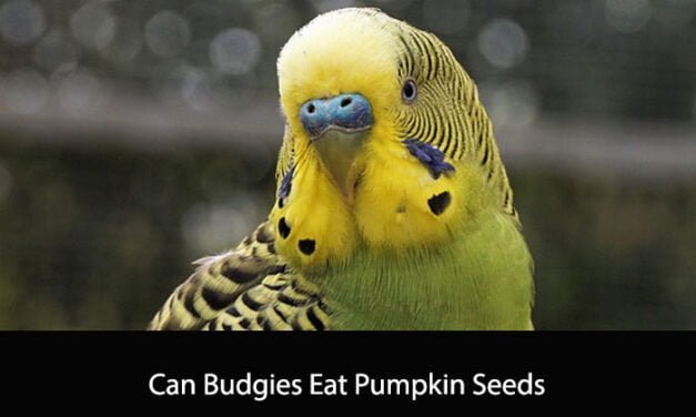 Can Budgies Eat Pumpkin Seeds