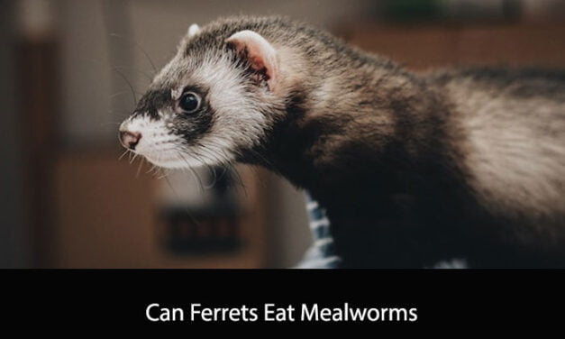 Can Ferrets Eat Mealworms