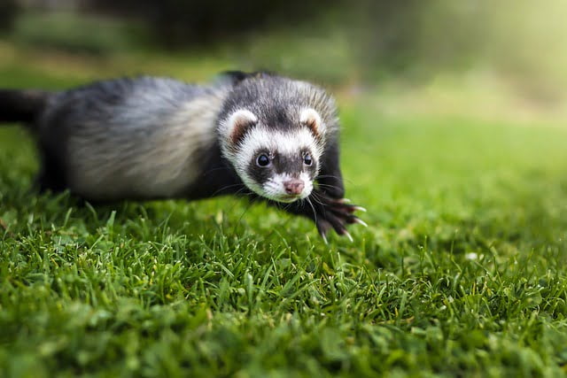 Can Ferrets Eat Apples