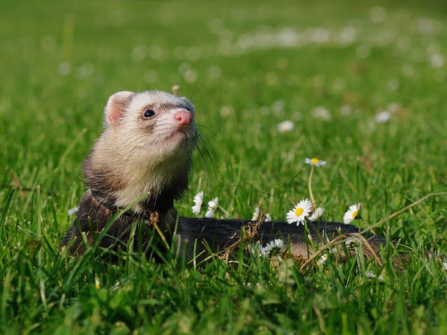 Can ferrets eat salmon