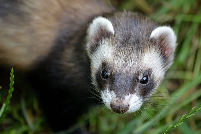 Can ferrets eat watermelon