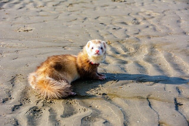 Can Ferrets Eat Egg Shells