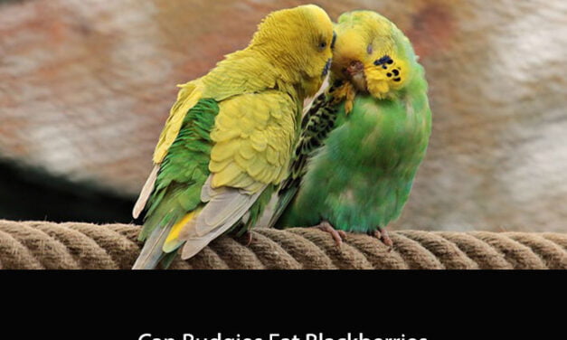 Can Budgies Eat Blackberries