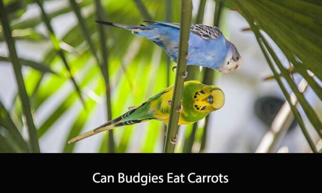 Can Budgies Eat Carrots