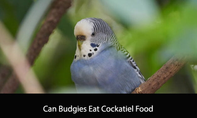 Can Budgies Eat Cockatiel Food