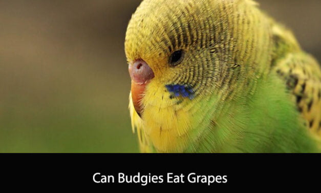 Can Budgies Eat Grapes