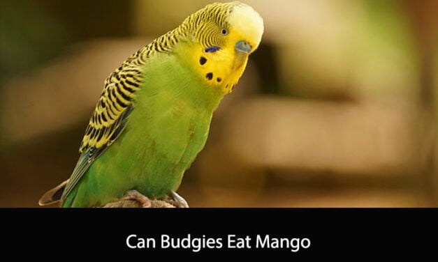 Can Budgies Eat Mango