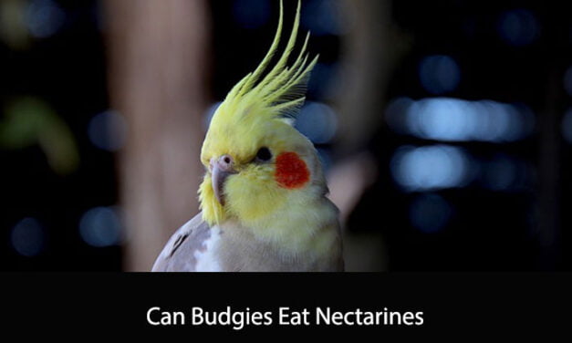 Can Budgies Eat Nectarines