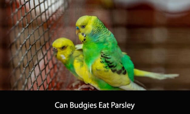 Can Budgies Eat Parsley