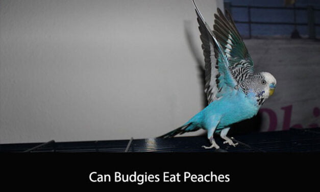 Can Budgies Eat Peaches