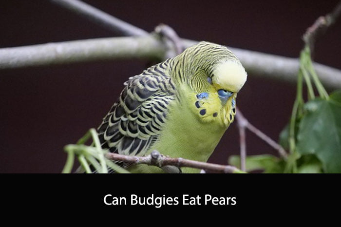 Can Budgies Eat Pears