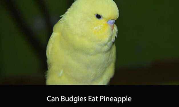 Can Budgies Eat Pineapple