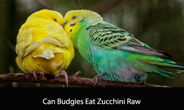 Can Budgies Eat Zucchini Raw