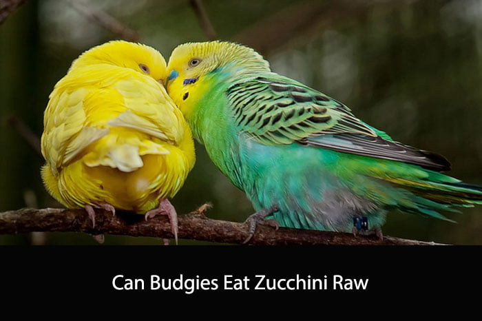 Can Budgies Eat Zucchini Raw