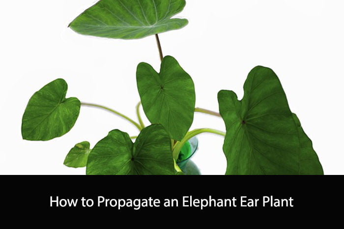 How to Propagate an Elephant Ear Plant