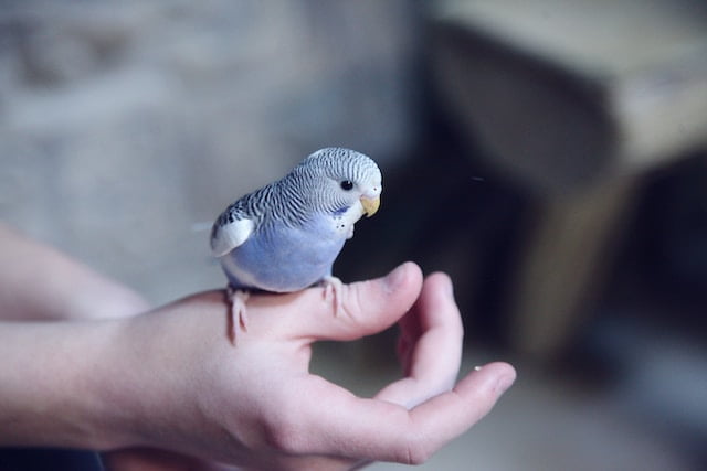 Can Budgies Eat Pumpkin?