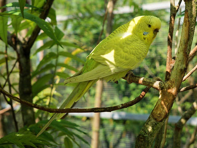 Can Budgies Eat Boiled Eggs