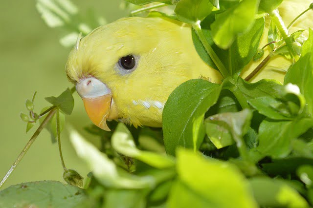 Can Budgies Eat Bread