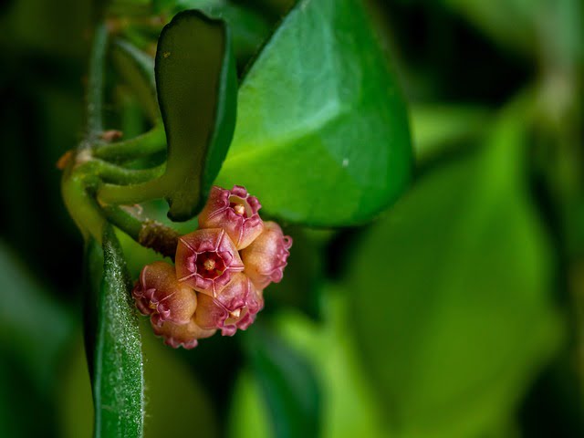 How to Propagate Hoya Kerrii