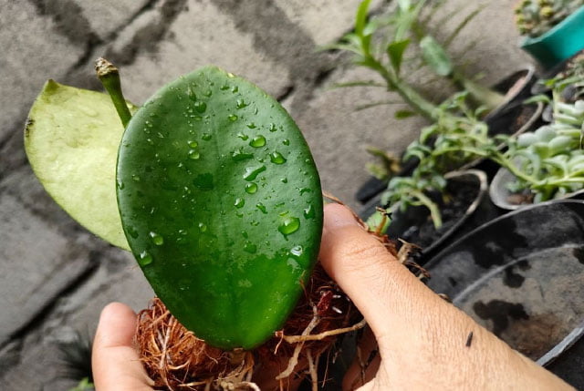 how-to-propagate-hoya-kerrii-growing-your-plant-family