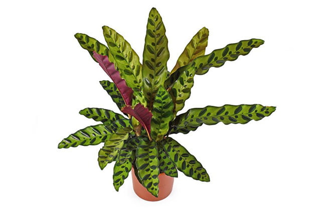 How to Propagate Rattlesnake Plants