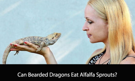 Can Bearded Dragons Eat Alfalfa Sprouts?