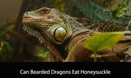 Can Bearded Dragons Eat Honeysuckle