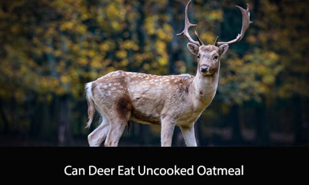 Can Deer Eat Uncooked Oatmeal