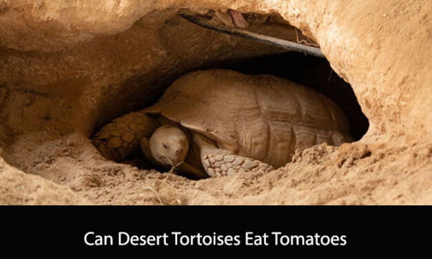 Can Desert Tortoises Eat Tomatoes