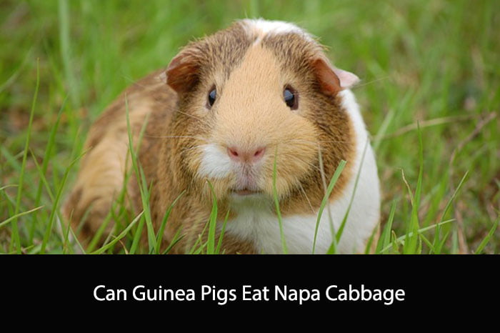 Can Guinea Pigs Eat Napa Cabbage