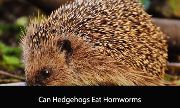 Can Hedgehogs Eat Hornworms