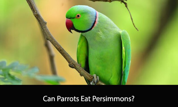 Can Parrots Eat Persimmons? A Comprehensive Guide