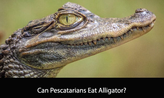 Can Pescatarians Eat Alligator?