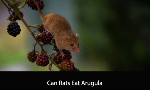 Can Rats Eat Arugula