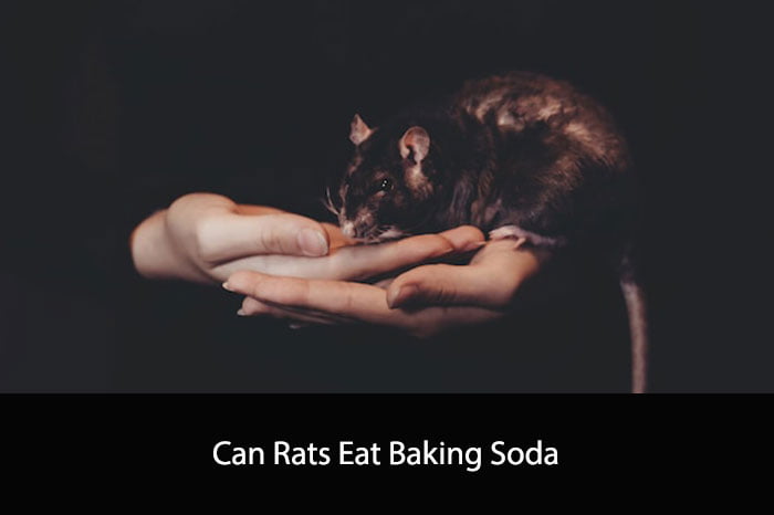 Can Rats Eat Baking Soda