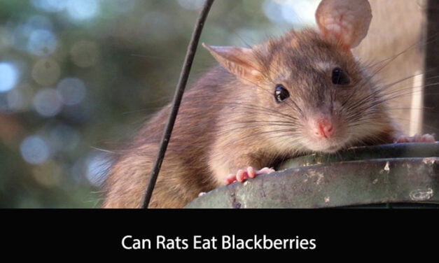 Can Rats Eat Blackberries