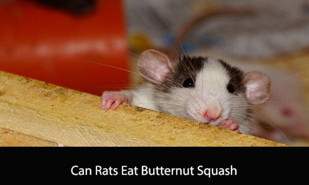 Can Rats Eat Butternut Squash